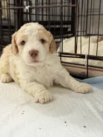 Bella, a female Miniature Goldendoodle for sale in Miami, FL – 4 of 9