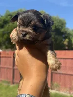 Gucci, a male Yorkshire Terrier for sale in Miami, FL – 5 of 9