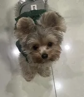 Gucci, a male Yorkshire Terrier for sale in Miami, FL – 9 of 9