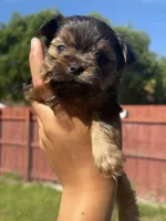 Gucci, a male Yorkshire Terrier for sale in Miami, FL – 4 of 9