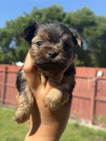 Gucci, a male Yorkshire Terrier for sale in Miami, FL – 3 of 9