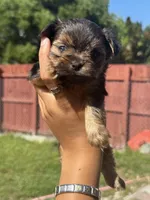 Gucci, a male Yorkshire Terrier for sale in Miami, FL – 2 of 9