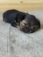 Gucci, a male Yorkshire Terrier for sale in Miami, FL – 8 of 9