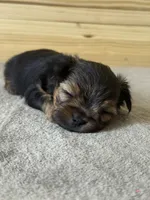 Gucci, a male Yorkshire Terrier for sale in Miami, FL – 7 of 9