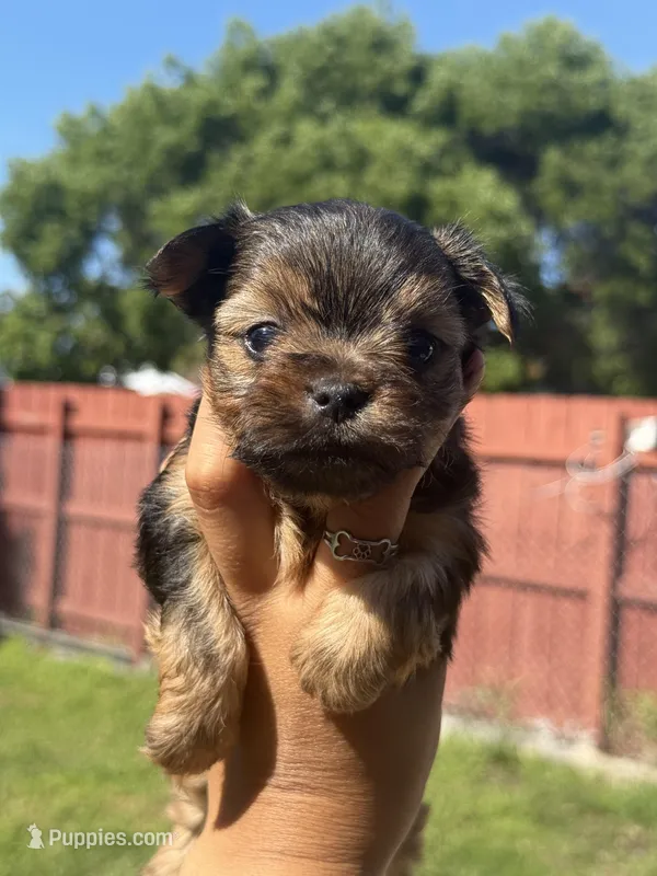 Gucci – Yorkshire Terrier puppy on hold in Miami, FL