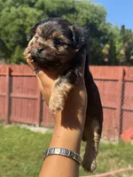 Gucci, a male Yorkshire Terrier for sale in Miami, FL – 6 of 9