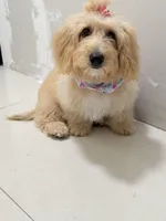 Sofi, a female Miniature Goldendoodle for sale in Miami, FL – 5 of 5