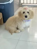 Sofi, a female Miniature Goldendoodle for sale in Miami, FL – 3 of 5
