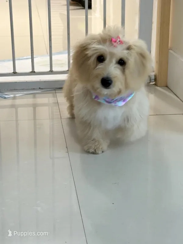 Sofi – Miniature Goldendoodle puppy for sale in Miami, FL