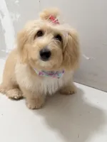 Sofi, a female Miniature Goldendoodle for sale in Miami, FL – 2 of 5