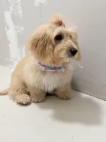 Sofi, a female Miniature Goldendoodle for sale in Miami, FL – 4 of 5