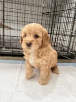 Nala, a female Miniature Goldendoodle for sale in Miami, FL – 2 of 10