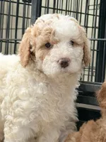 Cloe, a female Miniature Goldendoodle for sale in Miami, FL – 8 of 9