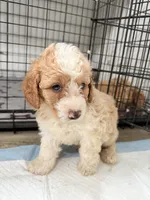Max, a male Miniature Goldendoodle for sale in Miami, FL – 8 of 10