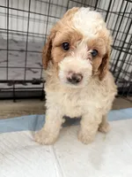 Max, a male Miniature Goldendoodle for sale in Miami, FL – 5 of 10