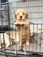Cinnamon , a female Miniature Goldendoodle for sale in Miami, FL – 3 of 10