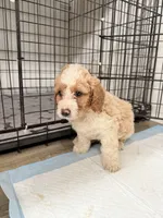Max, a male Miniature Goldendoodle for sale in Miami, FL – 3 of 10