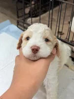 Bella, a female Miniature Goldendoodle for sale in Miami, FL – 2 of 9