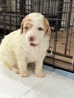 Mila, a female Miniature Goldendoodle for sale in Miami, FL – 9 of 10