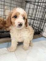 Max, a male Miniature Goldendoodle for sale in Miami, FL – 9 of 10