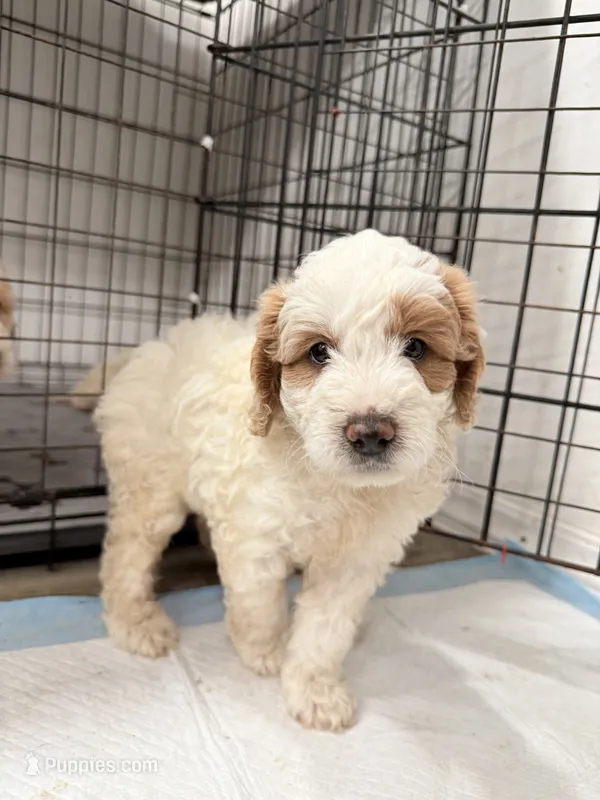 Toby, a male Miniature Goldendoodle for sale in Miami, FL – 1 of 10