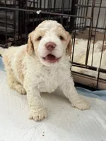 Bella, a female Miniature Goldendoodle for sale in Miami, FL – 7 of 9