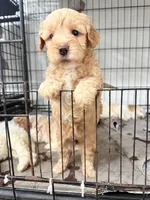 Cinnamon , a female Miniature Goldendoodle for sale in Miami, FL – 7 of 10