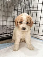 Bella, a female Miniature Goldendoodle for sale in Miami, FL – 2 of 8