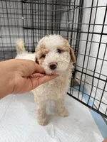Mila, a female Miniature Goldendoodle for sale in Miami, FL – 1 of 10