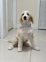 Alaska, a female Miniature Aussiedoodle for sale in Miami, FL – 7 of 8