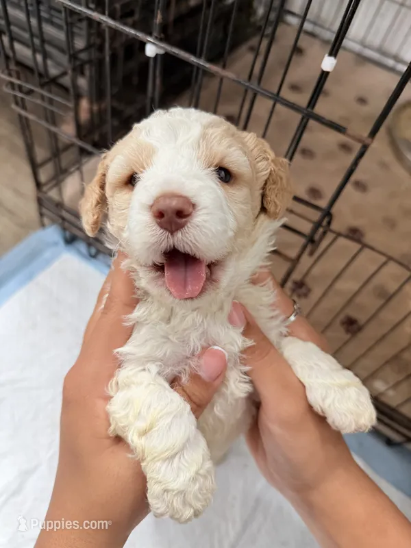 Bella – Miniature Goldendoodle puppy for sale in Miami, FL