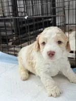 Bella, a female Miniature Goldendoodle for sale in Miami, FL – 8 of 9
