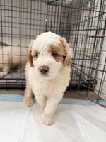 Toby, a male Miniature Goldendoodle for sale in Miami, FL – 5 of 10