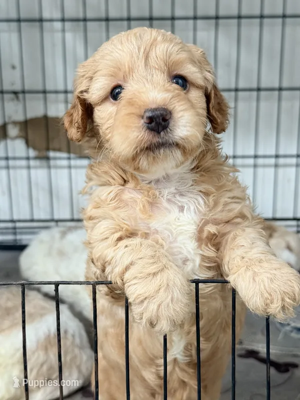 Cinnamon  – Miniature Goldendoodle puppy for sale in Miami, FL