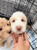 Daisy, a female Miniature Goldendoodle for sale in Miami, FL – 5 of 9