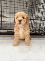 Nala, a female Miniature Goldendoodle for sale in Miami, FL – 10 of 10
