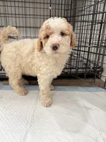 Mila, a female Miniature Goldendoodle for sale in Miami, FL – 6 of 10