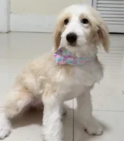 Alaska, a female Miniature Aussiedoodle for sale in Miami, FL – 6 of 8