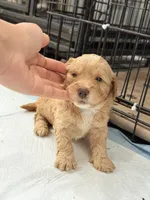 Cinnamon , a female Miniature Goldendoodle for sale in Miami, FL – 8 of 10