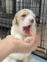 Mila, a female Miniature Goldendoodle for sale in Miami, FL – 4 of 10