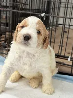 Bella, a female Miniature Goldendoodle for sale in Miami, FL – 5 of 8