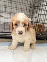 Max, a male Miniature Goldendoodle for sale in Miami, FL – 2 of 10