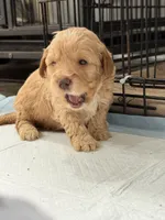 Cinnamon , a female Miniature Goldendoodle for sale in Miami, FL – 2 of 10
