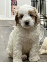 Bella, a female Miniature Goldendoodle for sale in Miami, FL – 7 of 8