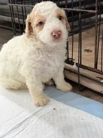 Daisy, a female Miniature Goldendoodle for sale in Miami, FL – 3 of 9