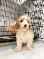 Max, a male Miniature Goldendoodle for sale in Miami, FL – 7 of 10