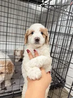 Toby, a male Miniature Goldendoodle for sale in Miami, FL – 4 of 10