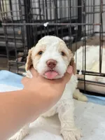 Bella, a female Miniature Goldendoodle for sale in Miami, FL – 5 of 9