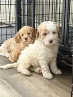 Mila, a female Miniature Goldendoodle for sale in Miami, FL – 7 of 10