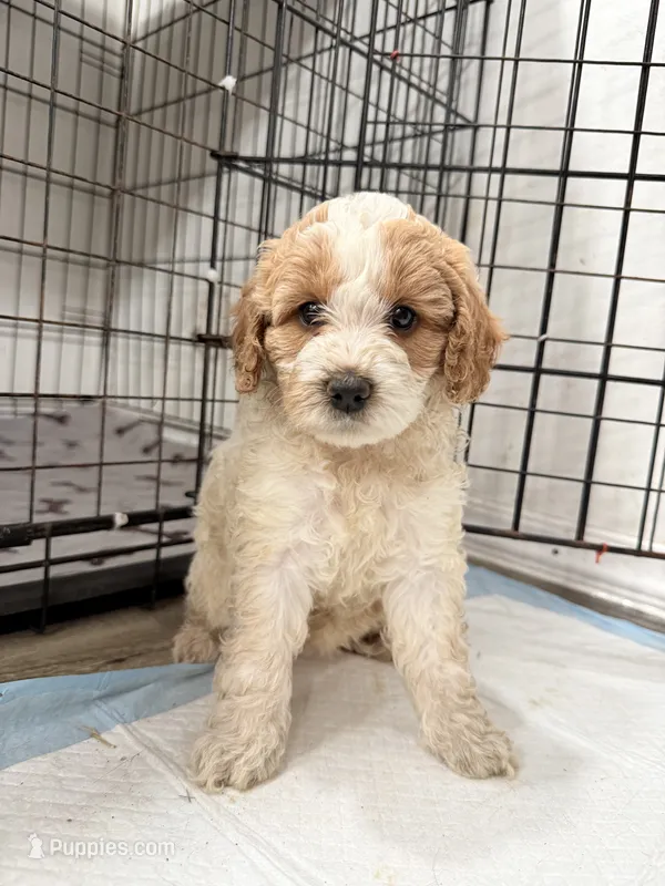 Bella, a female Miniature Goldendoodle for sale in Miami, FL – 1 of 8